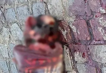 Homem é brutalmente assassinado a golpes de facão no Bairro São Domingos em Itamaraju