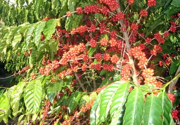 Itamaraju: Fazenda Alvorada oferece vagas de emprego para colhedores de café