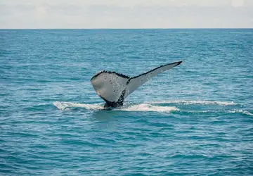 Prado vive aumento do turismo de observação de baleias jubarte