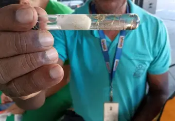 Bahia tem 43 mortos por dengue em 2024